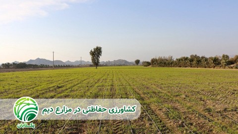 کشاورزی-حفاظتی-در-مزارع-دیم