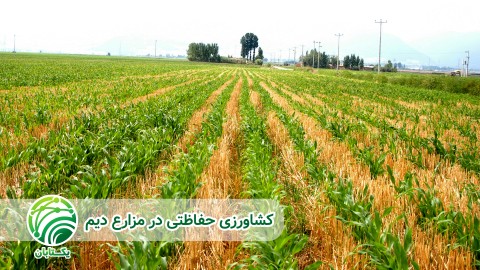 اثر-تغییر-اقلیم-در-مزارع-دیم