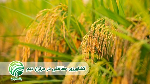 اهمیت-ماده-آلی-خاک-در-تولید-پایدار-مزارع-دیم