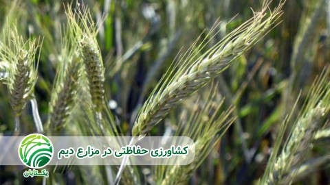 عوامل-غیر-مستقیم-فیزیکی-خاک-مؤثر-در-رشد-گیاه