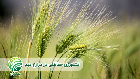 انواع-کشاورزی-حفاظتی