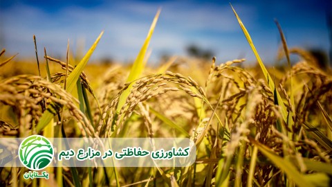 مزایای-کشاورزی-حفاظتی