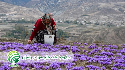 مبارزه-با-علف-های-هرز-در-زعفران