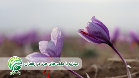 کنترل-شیمیایی-علف-های-هرز-مزارع-زعفران