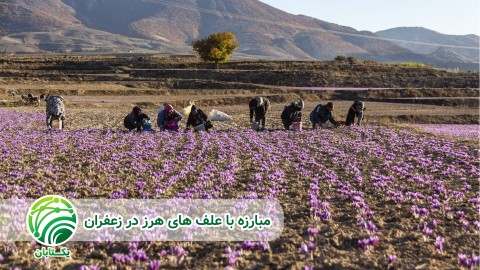 نکات-مهم-در-مصرف-علفکش-ها