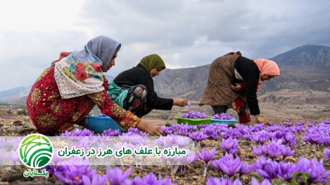 کنترل-غیر-شیمیایی-علف-های-هرز-مزارع-زعفران