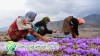 کنترل غیر شیمیایی علف های هرز مزارع زعفران