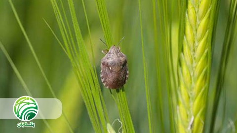 خسارات-سن-غلات-نسبت-به-سایر-افات