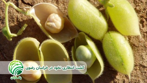 کشت-انتظاری-نخود