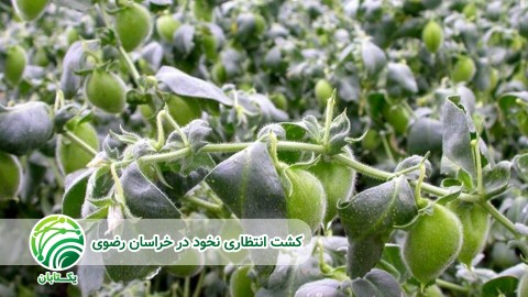 گیاهان-مناسب-در-تناوب-با-غلات