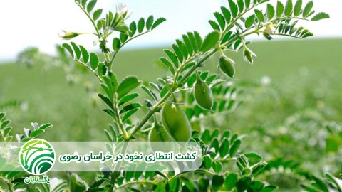 تاریخ-کشت-نخود-در-ایران