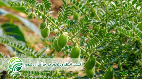 تاریخ-کشت-و-روش-کشت-معمول-نخود