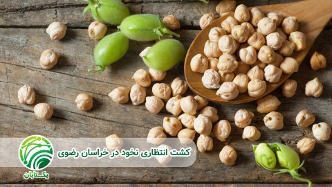 کنترل-علف-های-هرز-نخود