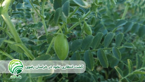 روش-کنترل-شیمیایی-علف-های-هرز-مزارع-نخود