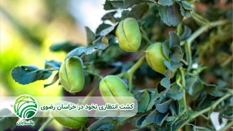 کنترل-مکانیکی-علف-های-هرز-نخود