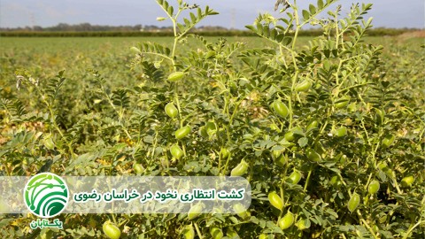 انتخاب-ارقام-مناسب-کشت-انتظاری-نخود