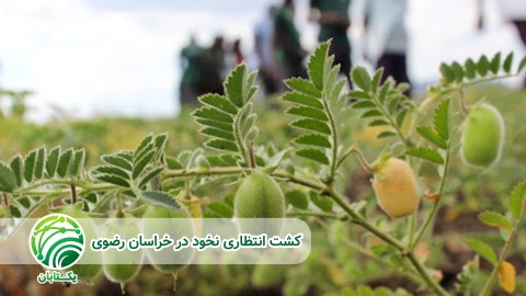 میزان-بذر-مصرفی-در-کشت-انتظاری-نخود