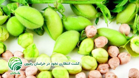 آفت-مهم-نخود