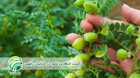 بهترین-تناوب-در-غلات