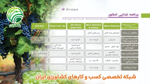 برنامه-غذایی-انگور