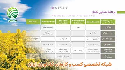 برنامه-غذایی-کلزا