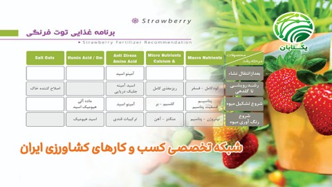 برنامه-غذایی-توت-فرنگی