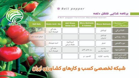 برنامه-غذایی-فلفل-دلمه-ای