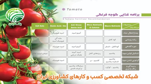 برنامه-غذایی-گوجه-فرنگی
