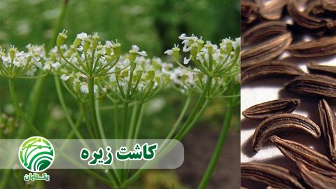 کاشت-زیره