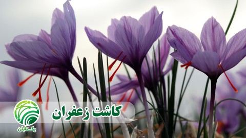 کاشت-زعفران