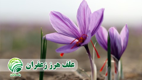 علف-هرز-زعفران