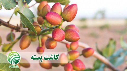 کاشت-پسته