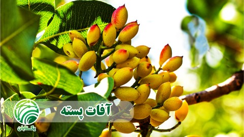آفات-پسته-2