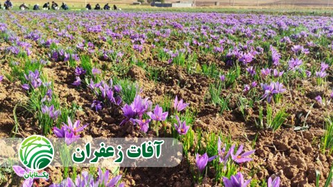 آفات-زعفران