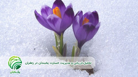بهسازهای-خاک-مدیریت-تغذیه-پس-از-یخبندان-در-زعفران