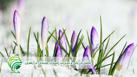 روش-و-طریقه-مصرف-محلول-پاشی-مدیریت-خسارت-یخبندان-در-زعفران