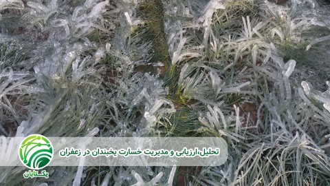 تحلیل-و-مدیریت-خسارت-یخبندان-در-زعفران