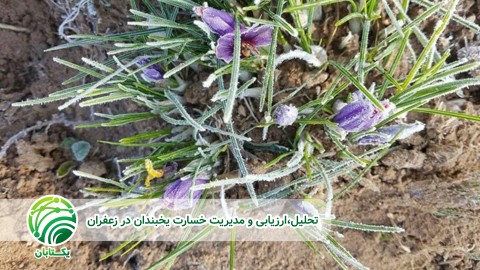 ویژگی-زعفران-در-رشد-بنه-دختری-و-بازیابی-سبزینه-ها