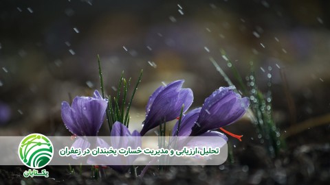 گل-آوری-زعفران-و-بنه-دختری