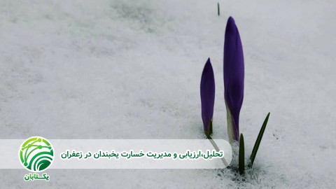 نقش-یخبندان-در-فیزیولوژی-زعفران