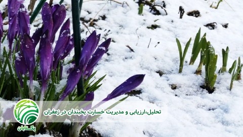 ارزیابی-خسارت-یخبندان-در-زعفران