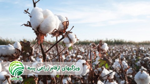 ویژگیهای-ارقام-زراعی-پنبه