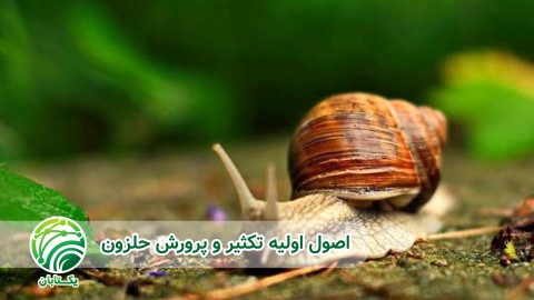اصول-اولیه-تکثیر-و-پرورش-حلزون