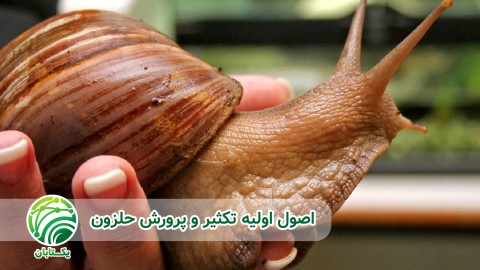 انواع حلزون و اناتومی بدن حلزون