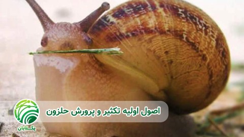 تولید-مثل-و-ضریب-تکثیر-حلزون