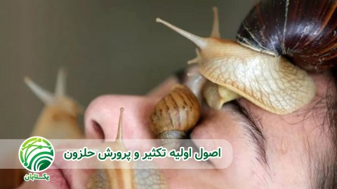 انوع-روش-های-پرورش-و-تغذیه-حلزون