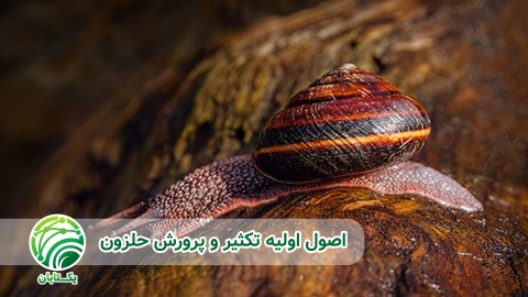 ترمیم-شکستگی-لاک-حلزون-و-مدیریت-بهداشتی-حلزون-ها