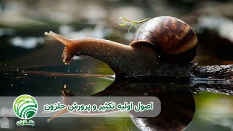 توجیه-اقتصادی-پرورش-حلزون