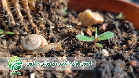 آموزشی-عملیات-پرورش-حلزون-در-باکس