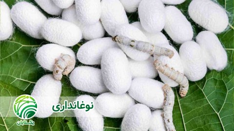 پرورش-کرم-ابریشم-نوغانداری
